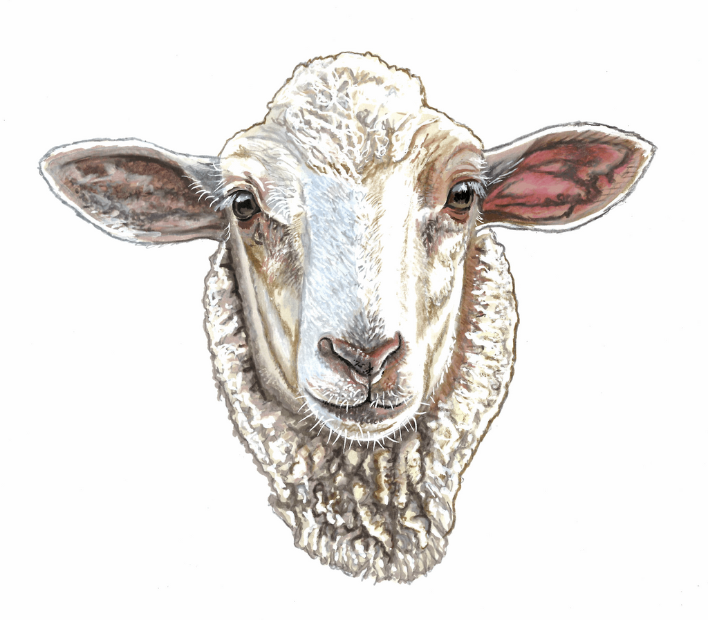 Sheep - Fine art print