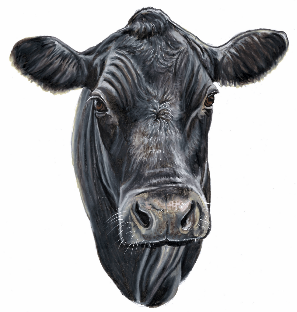 Angus Cow - Fine art print
