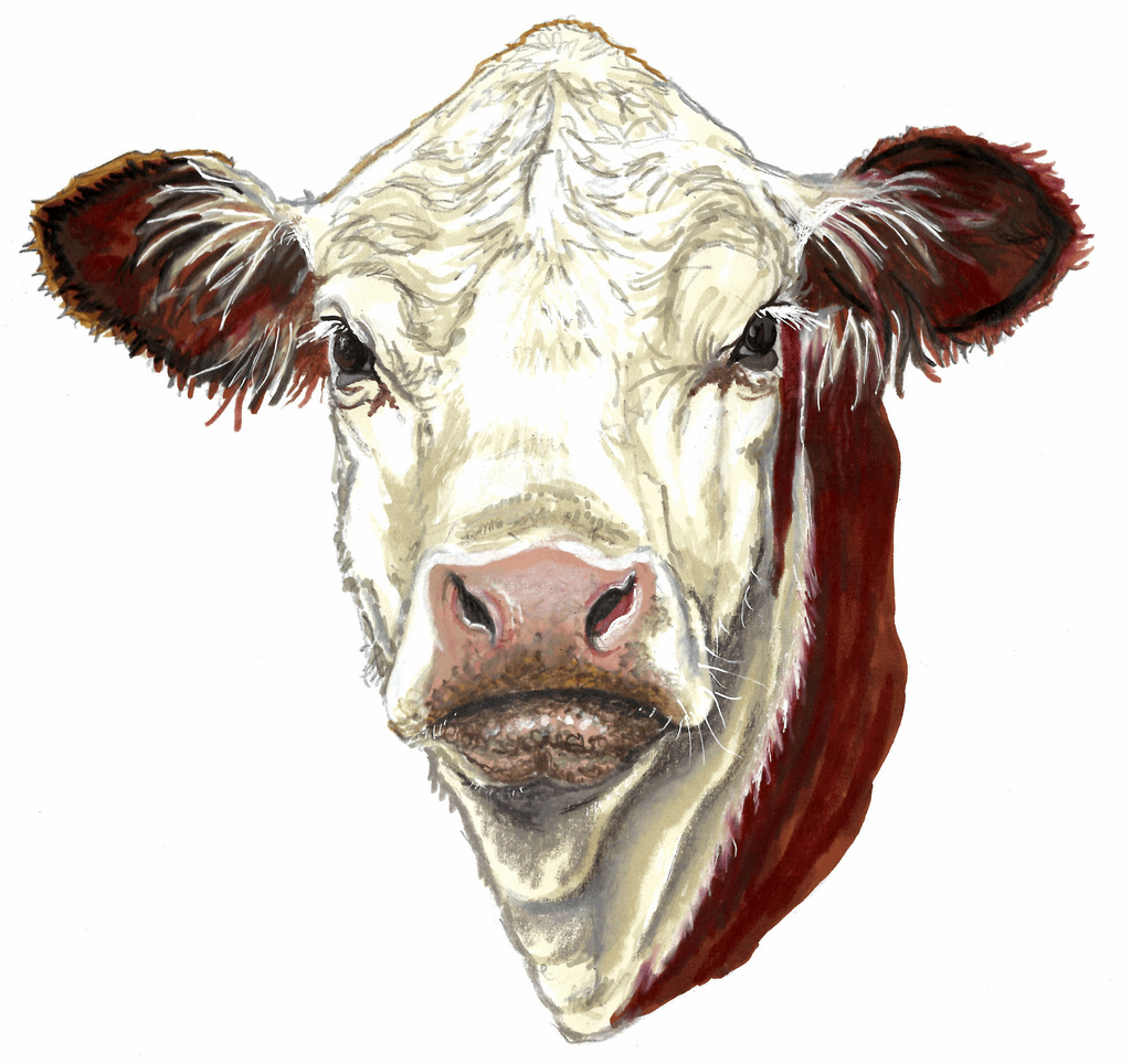 Hereford Cow - Fine art print