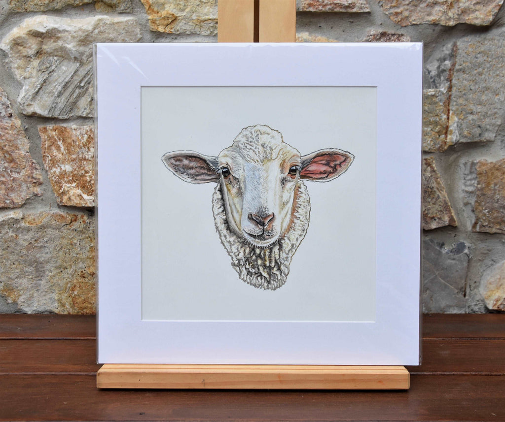 Sheep - Fine art print