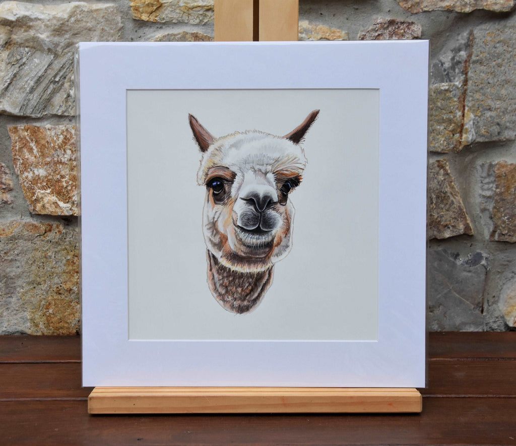 Alpaca - Fine art print
