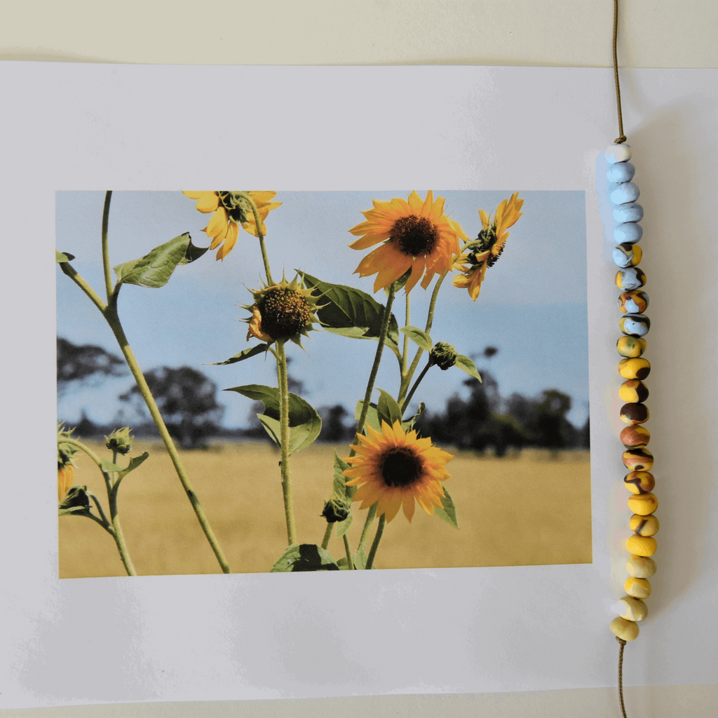 Sunflowers - Gilgandra NSW