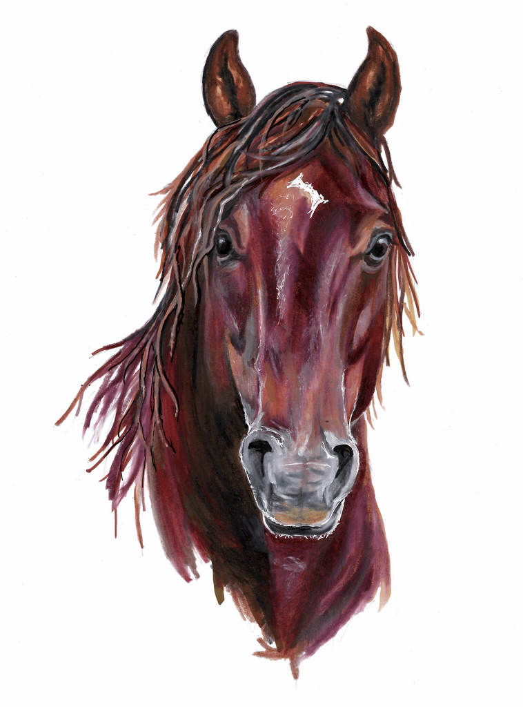 Brumby 1 - Fine art print