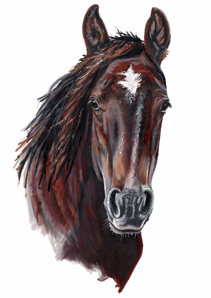 Brumby 2 - Fine art print